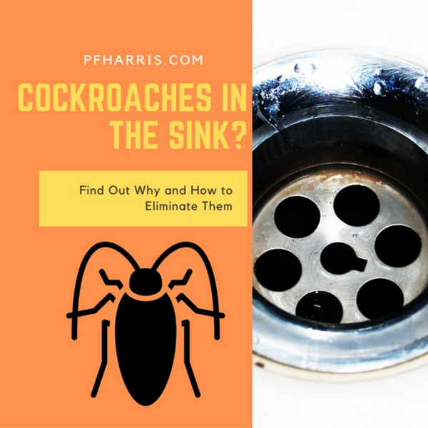 Finding Roaches In Your Kitchen Sink PF Harris   Cockroaches In The Sink 600x 