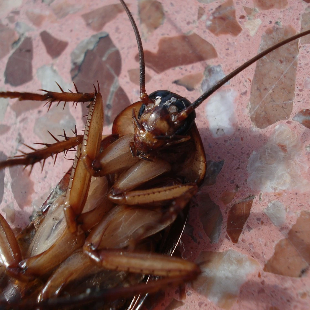 How Long Can Cockroaches Live Without Food? - PF Harris