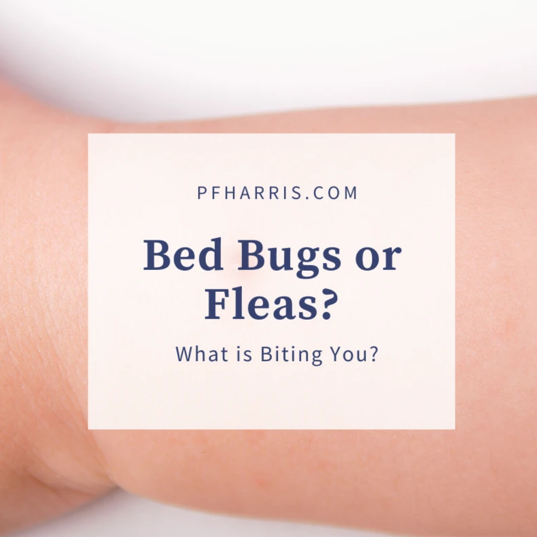 flea eggs on bed sheets