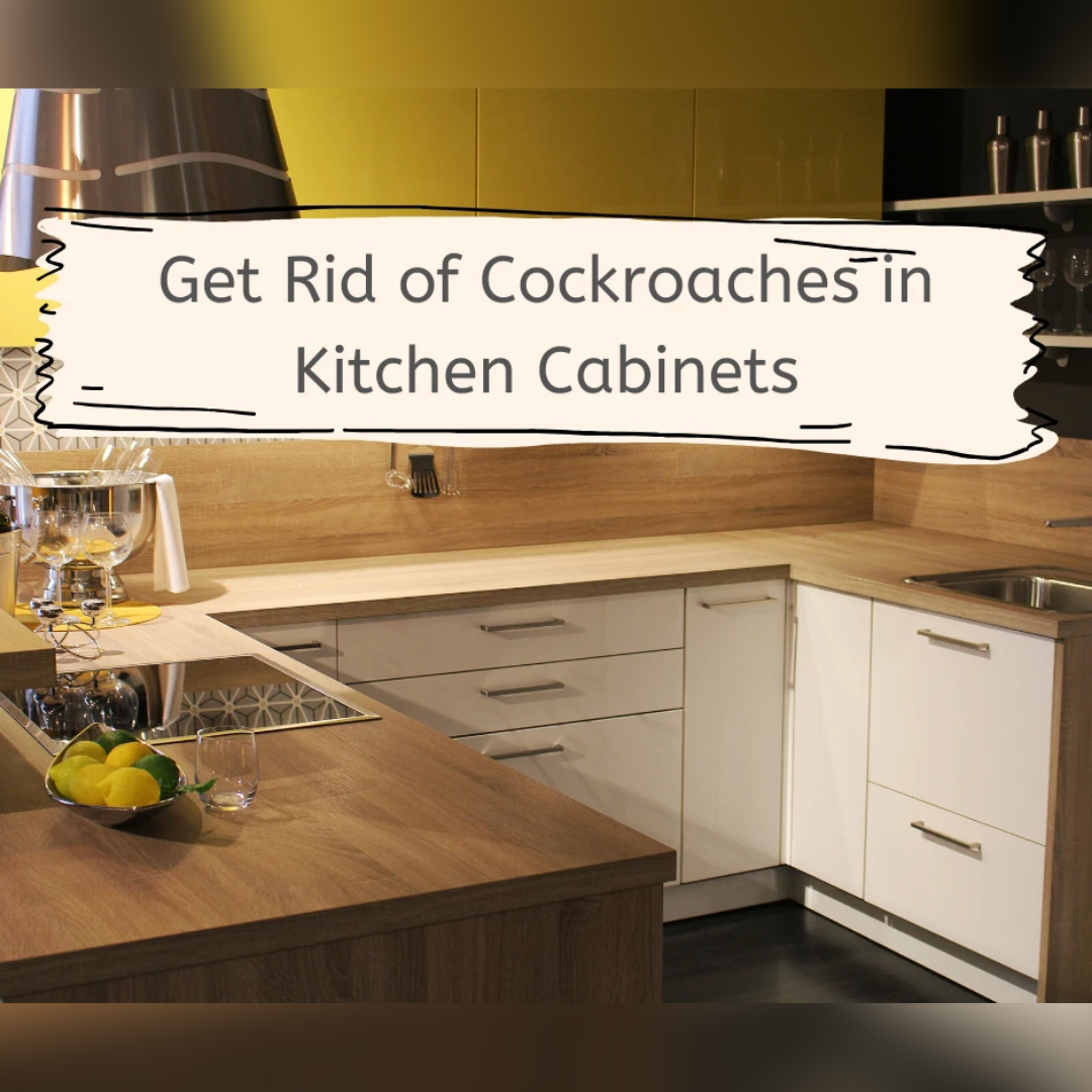 Roaches In Kitchen Cabinets