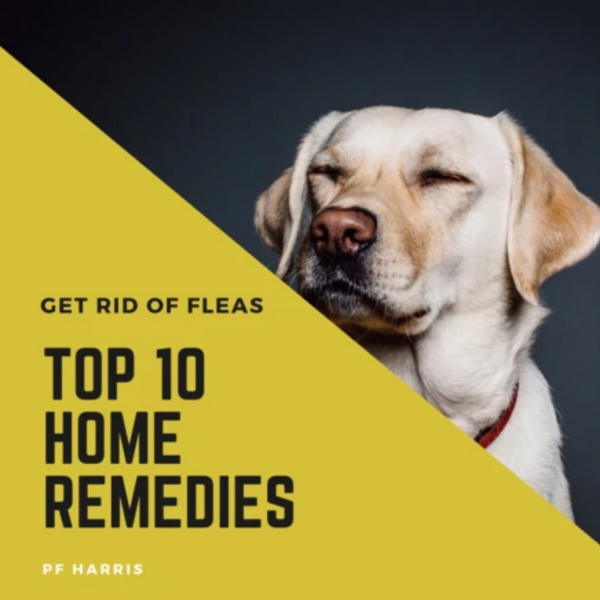 Top 10 Home Remes To Get Rid Of Fleas Pf Harris