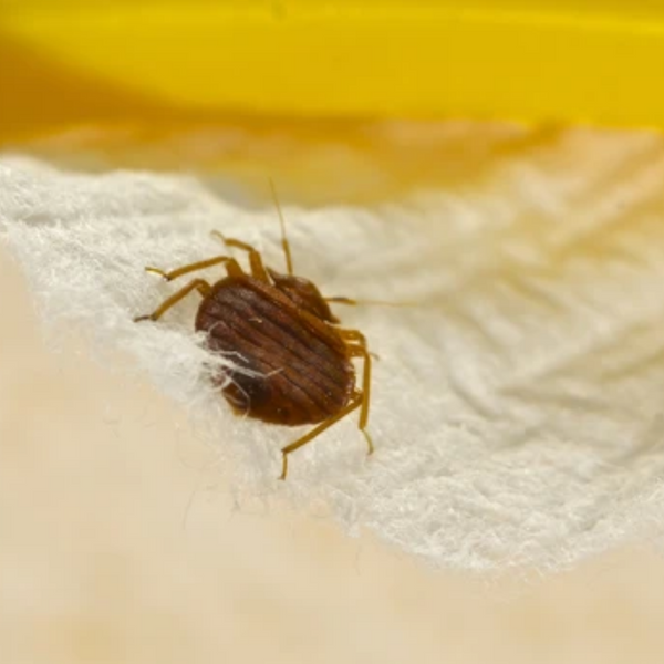 How To Use Harris Bed Bug Killer - PF Harris