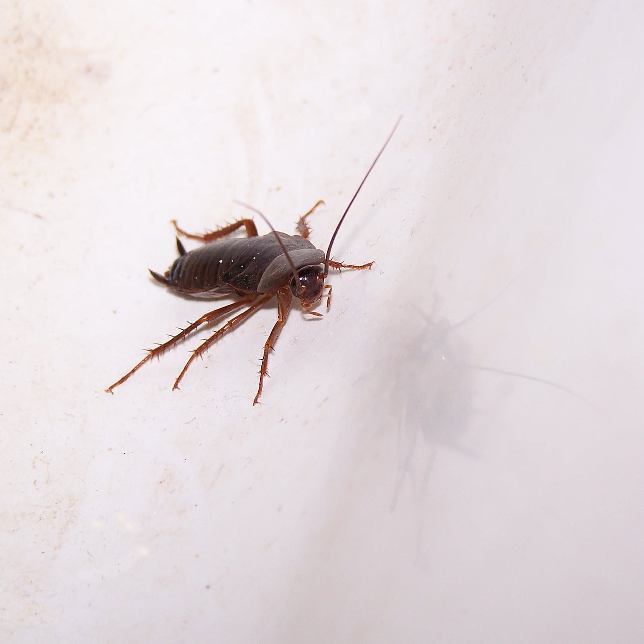 How Long Do Roach Baits Take To Work? - PF Harris