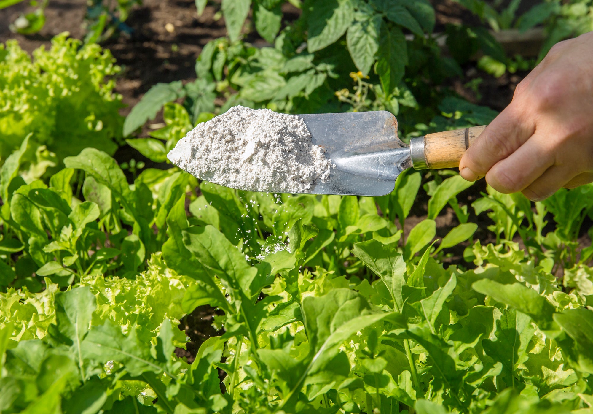 Supercharge your garden and home with Harris Diatomaceous Earth Food Grade Powder.