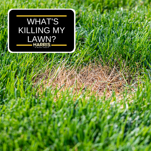 Top 5 Lawn Killing Pests to Watch For - PF Harris