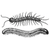 Centipedes & Millipedes
