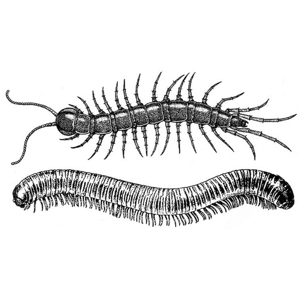 https://pfharris.com/cdn/shop/collections/collection_centipedes_and_millipedes_600x.png?v=1620938037
