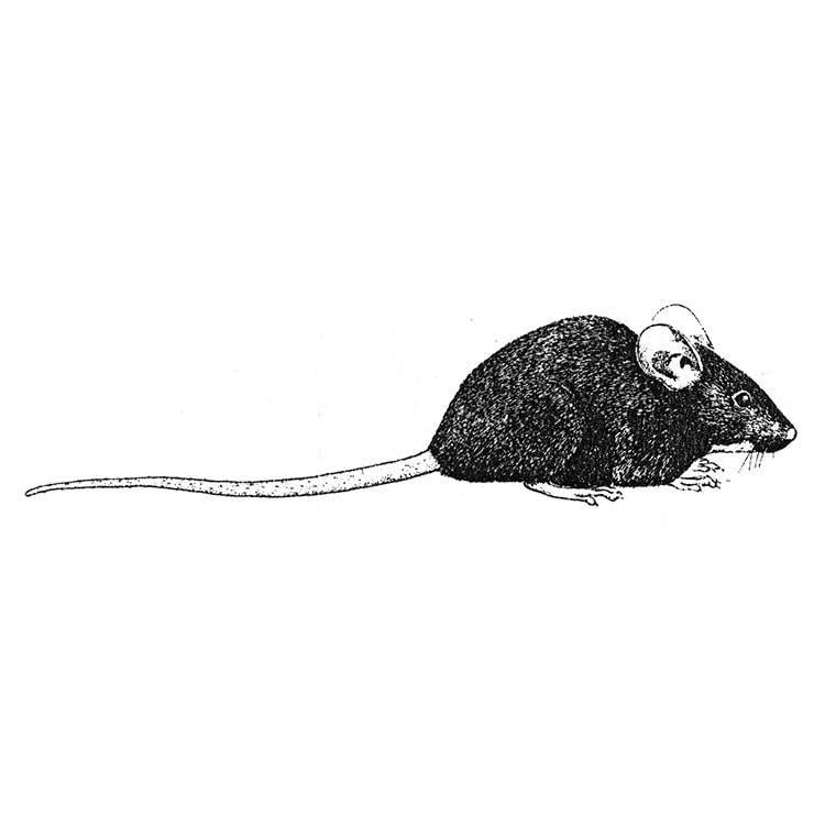 Rats / Mice