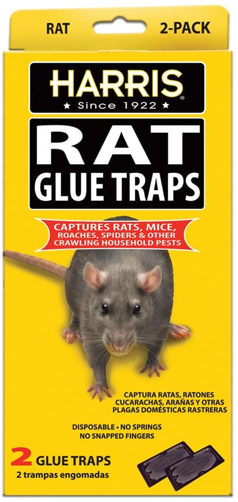 Rat glue trap — Vikaspedia