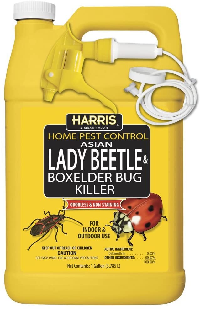 HARRIS Asian Lady Beetle, Japanese Beetle, and Box Elder Killer, Liquid Spray with Odorless and Non-Staining Extended Residual Kill Formula (Gallon)