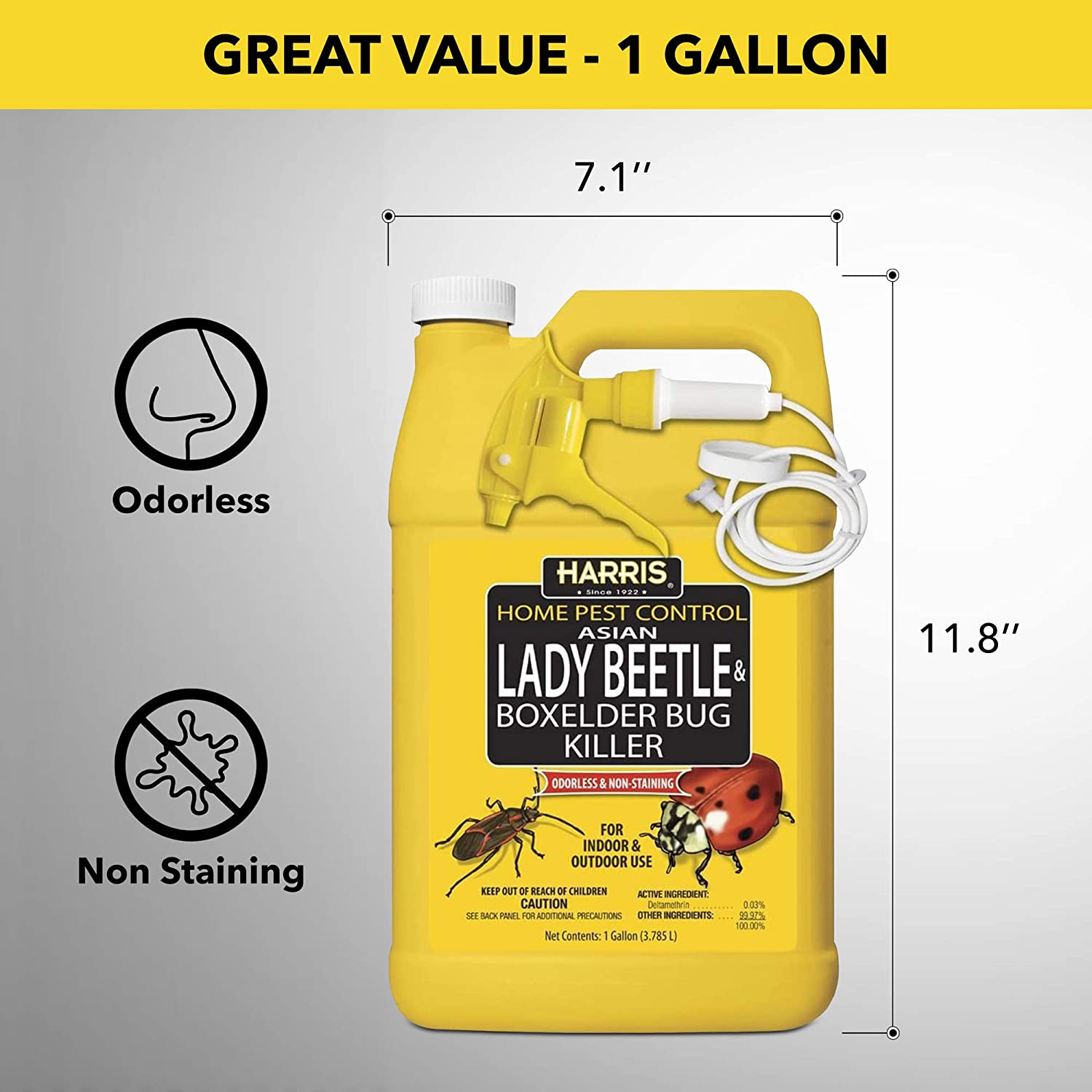Asian Lady Beetle - Insect Traps - Insect Control - The Home Depot