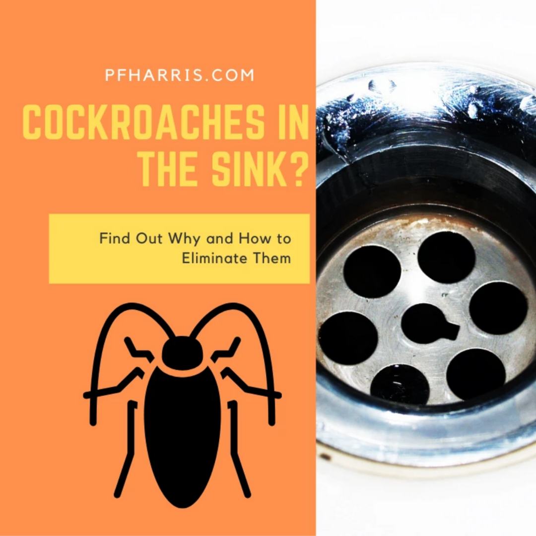 Finding Roaches In Your Kitchen Sink?
