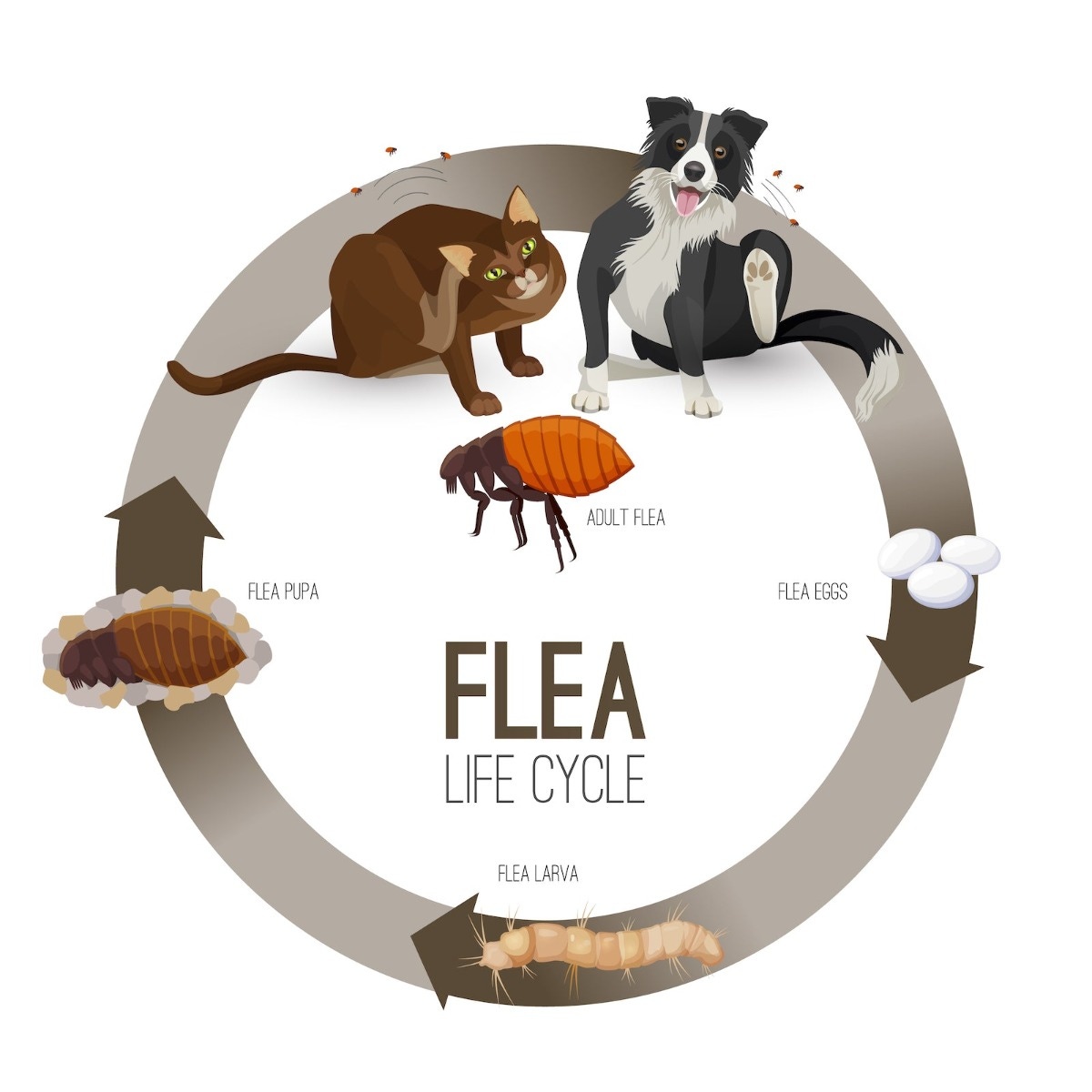Best Flea Spray To Get Rid Of Fleas In Carpet