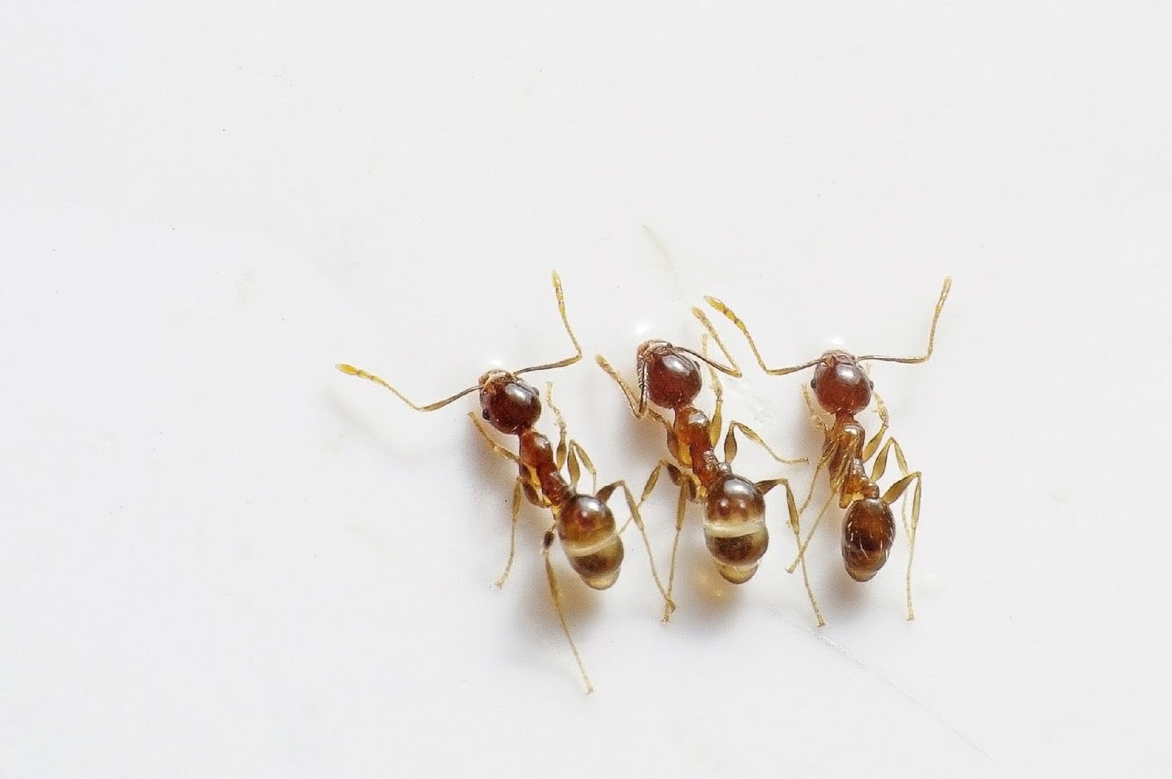 How To Apply Diatomaceous Earth For Ants