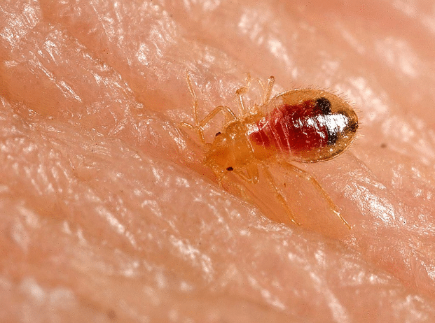 What Do Baby Bed Bugs Look Like?