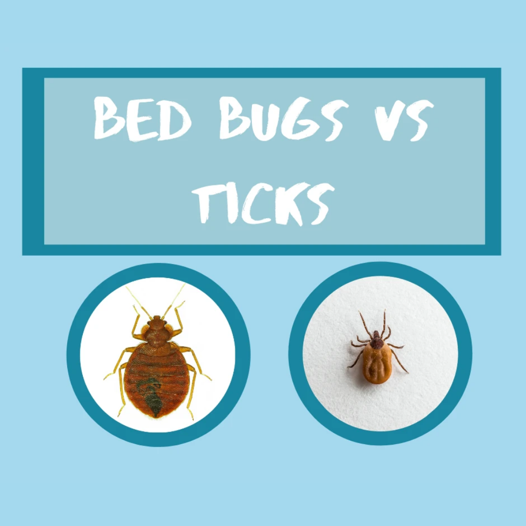 Bed Bug Vs. Ticks