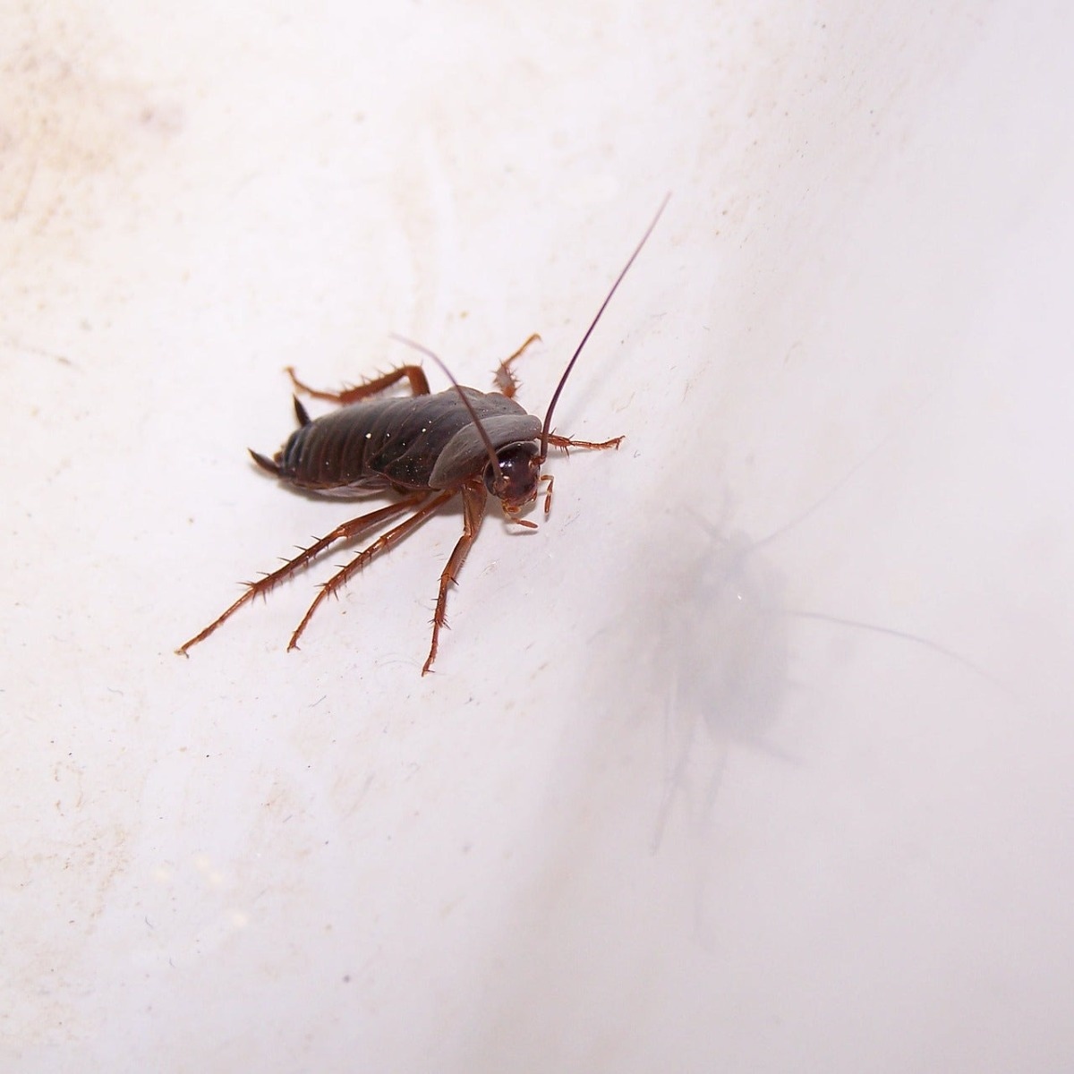 How Long Do Roach Baits Take To Work?