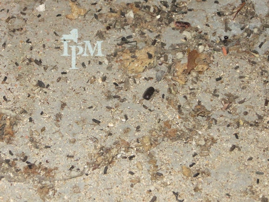 What Does Roach Poop Look Like?