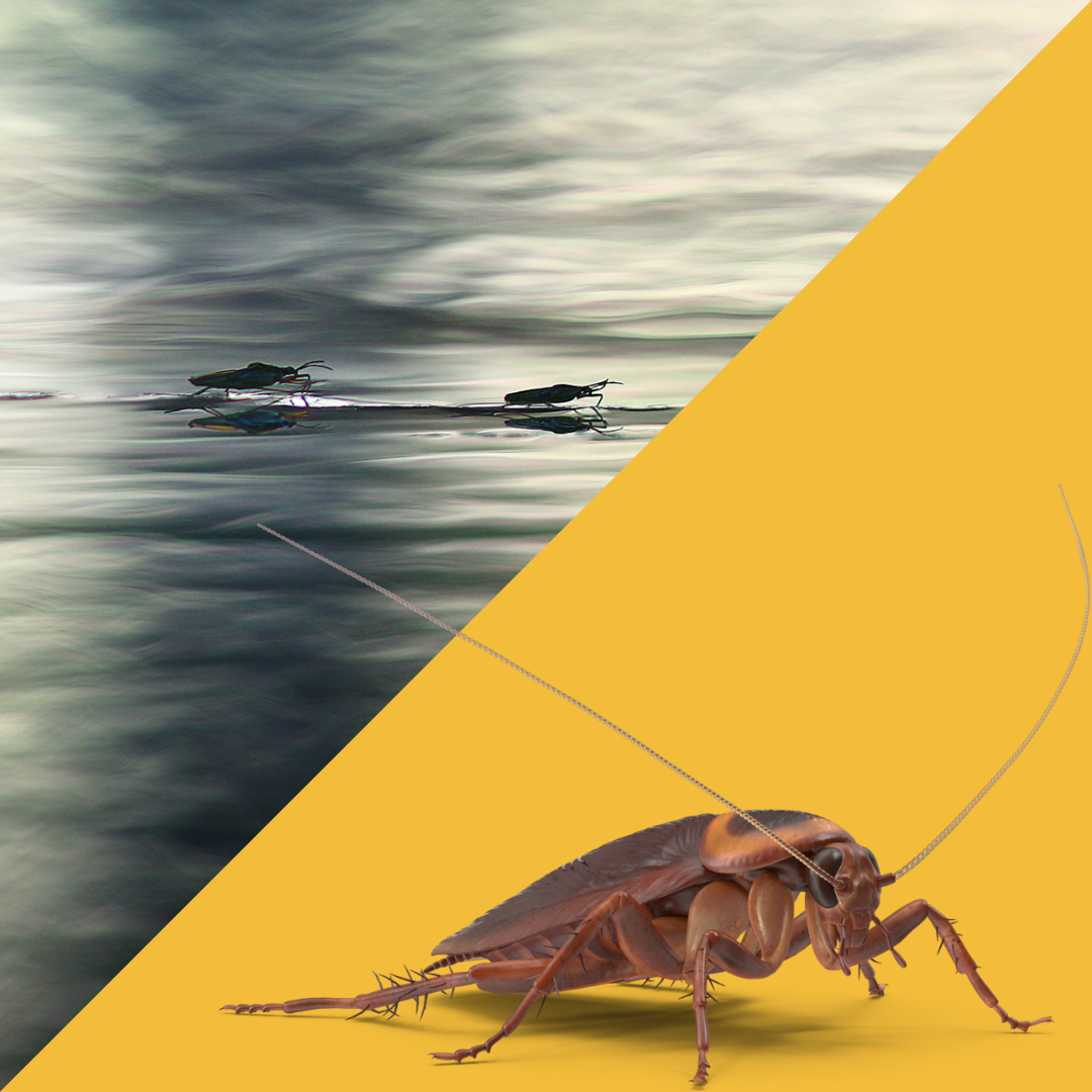Cockroaches Vs Water Bugs
