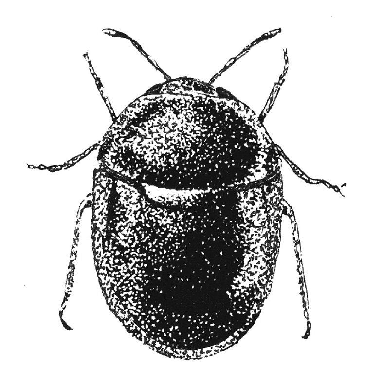 Kudzu Bugs And Stink Bugs