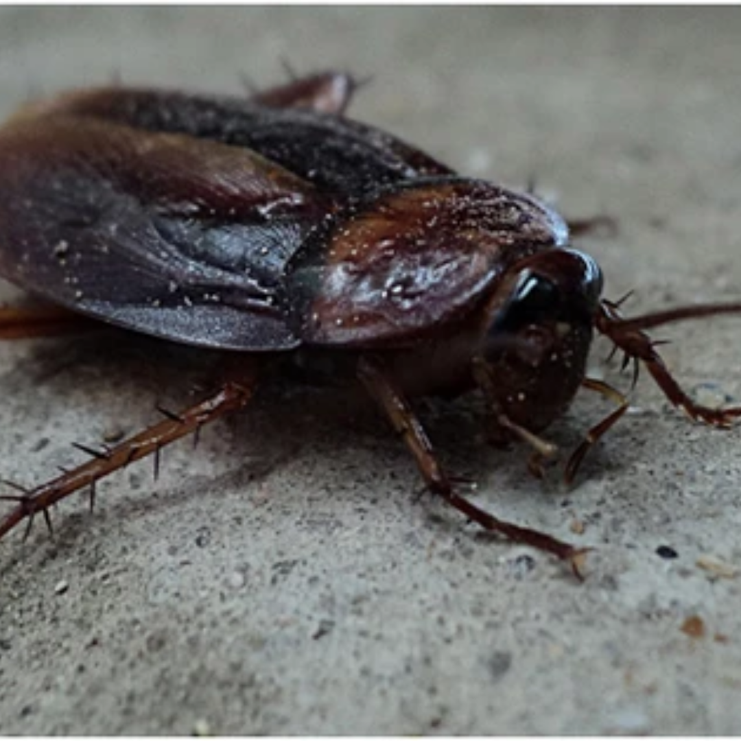 How Do Cockroaches Reproduce?