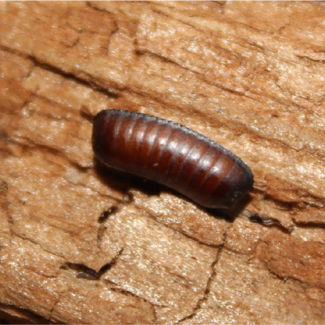 How Do You Kill Roach Eggs?