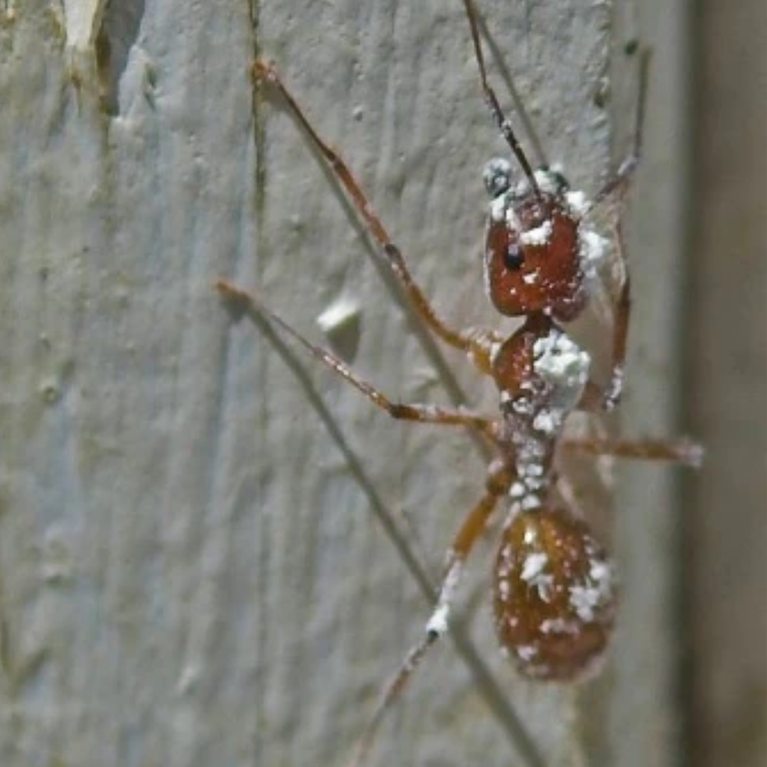 How Does Diatomaceous Earth Kill Bugs?