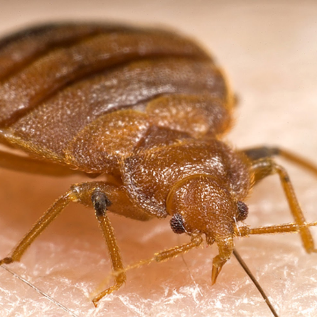 How Long Can Bed Bugs Live Without Air?