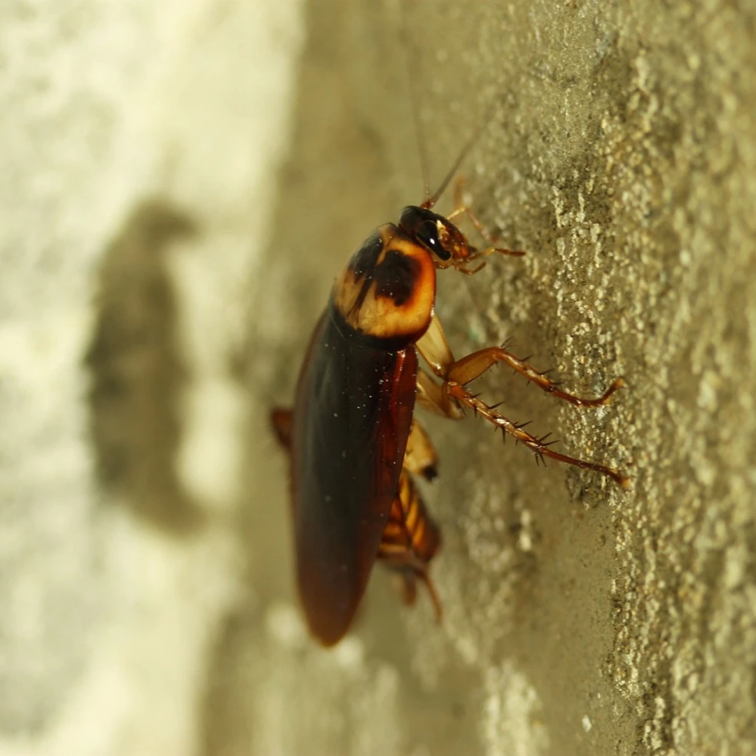 How To Clean Up Roach Droppings