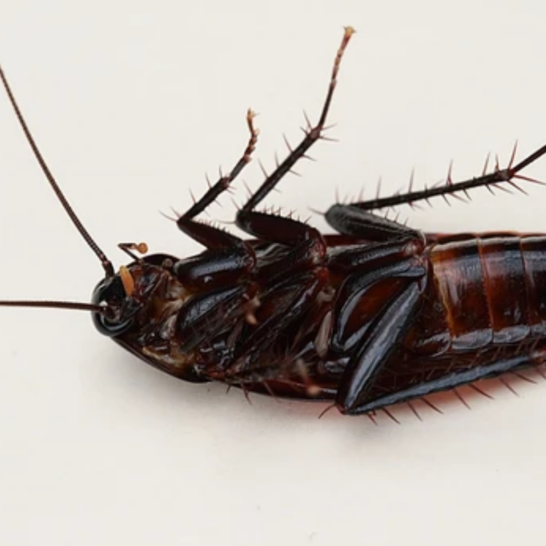 How To Find A Roach Nest