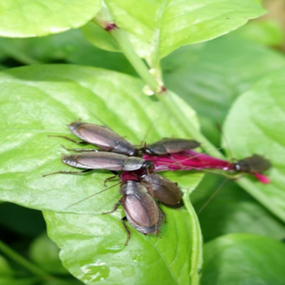 How To Get Rid Of Flying Roaches