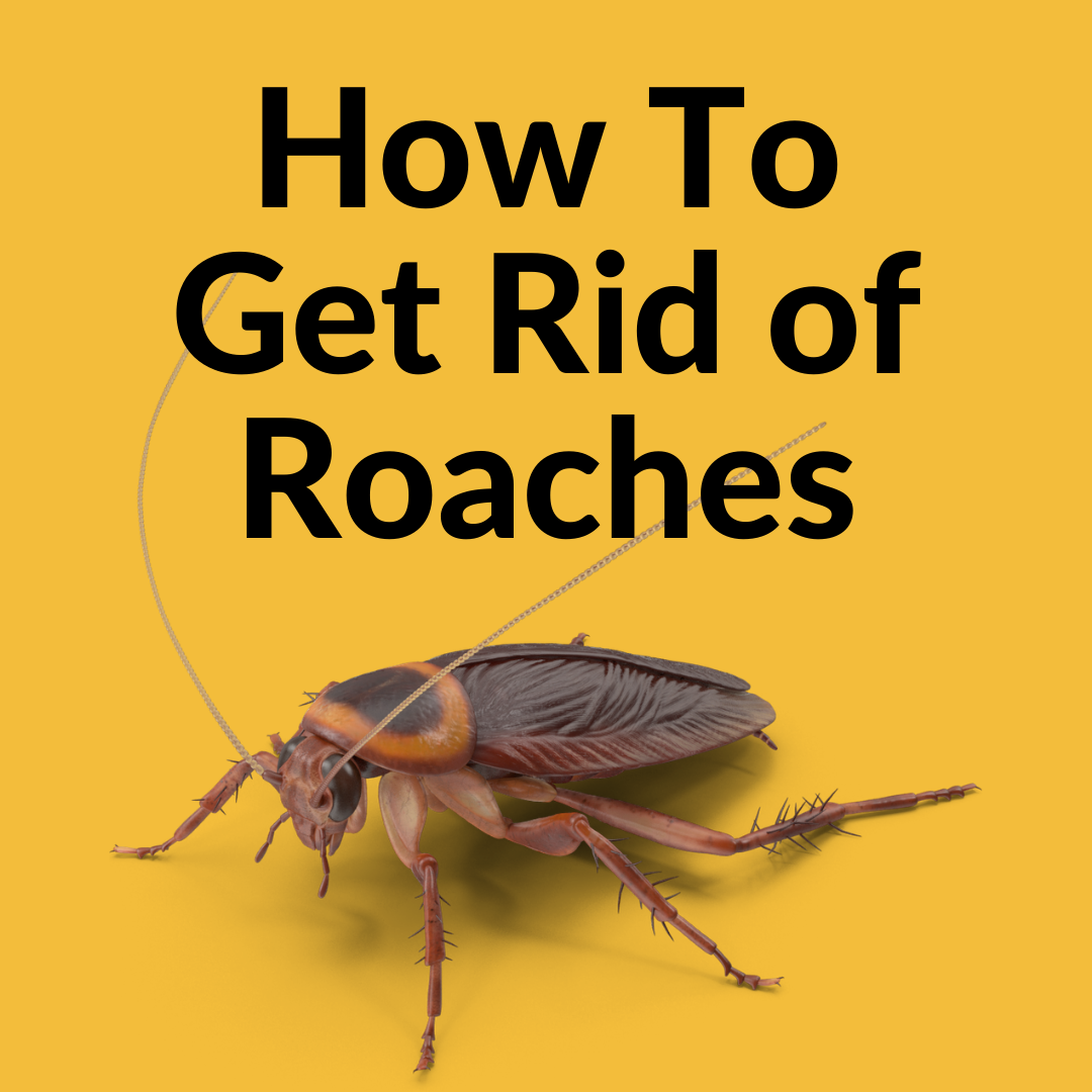 How To Get Rid Of German Cockroaches