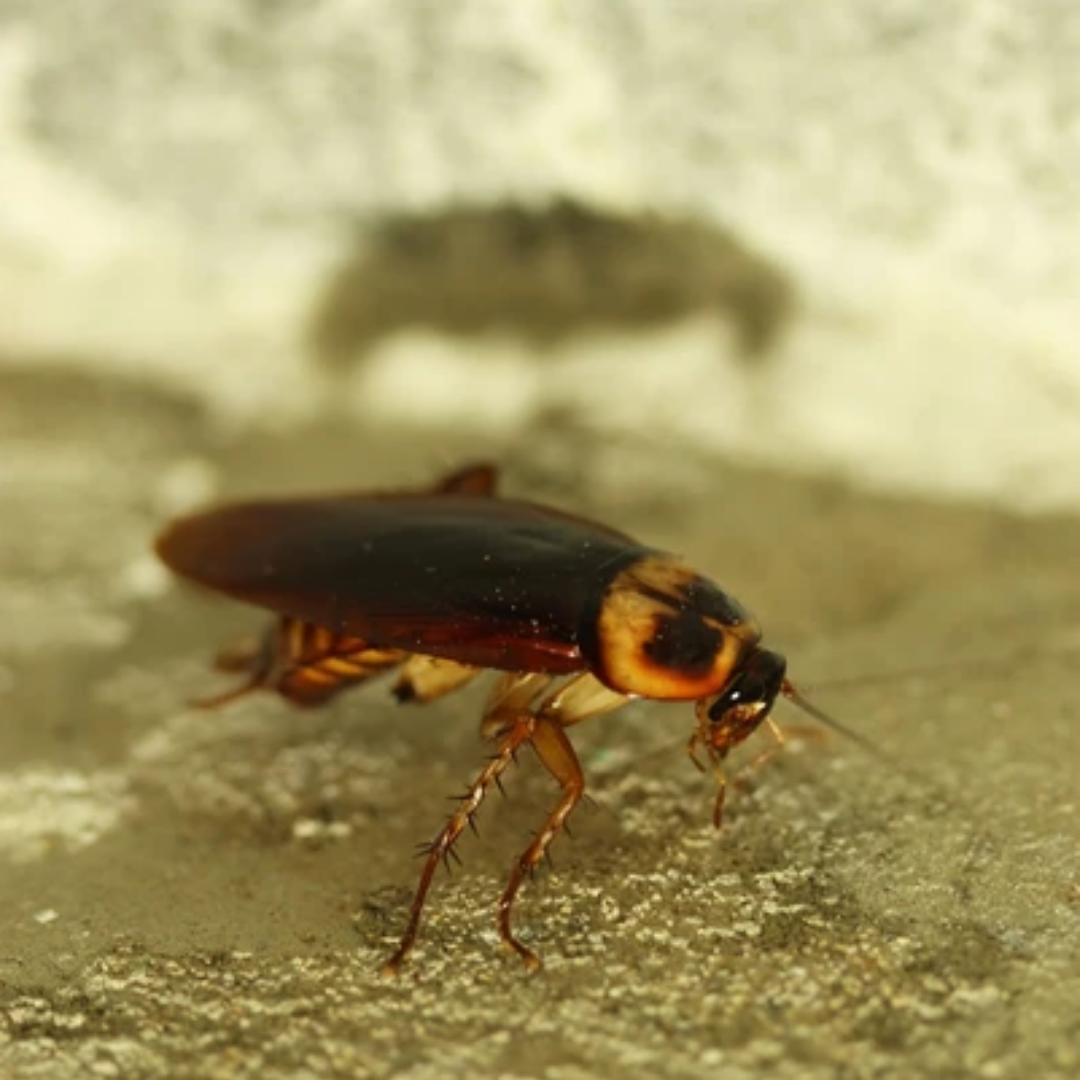 How To Get Rid Of Roach Smell
