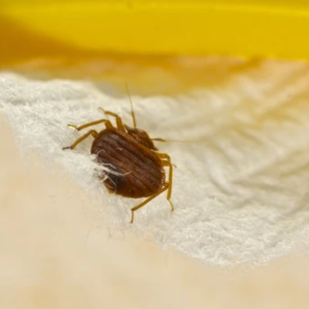 How To Use Harris Bed Bug Killer