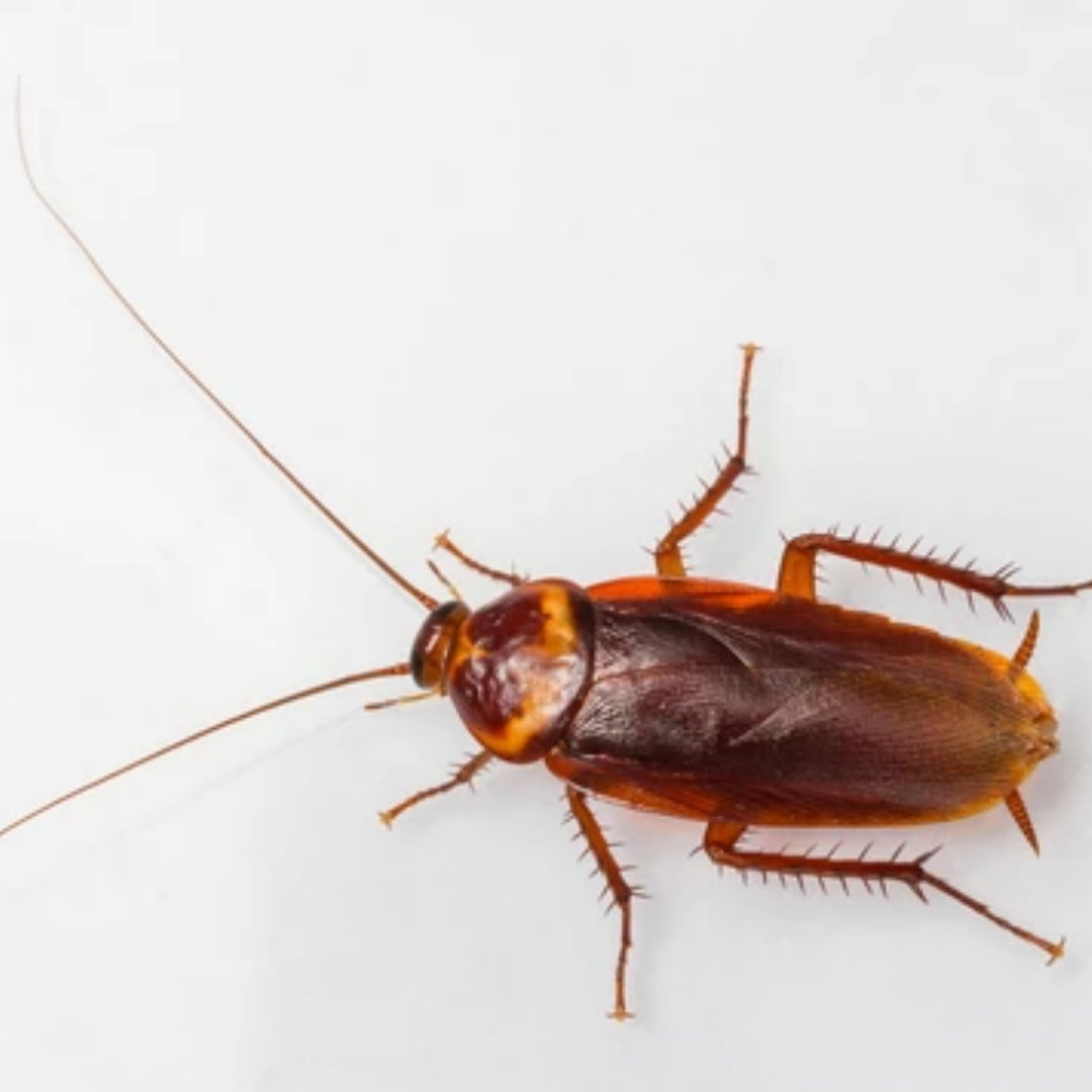 How To Use Harris Famous Roach Tablets