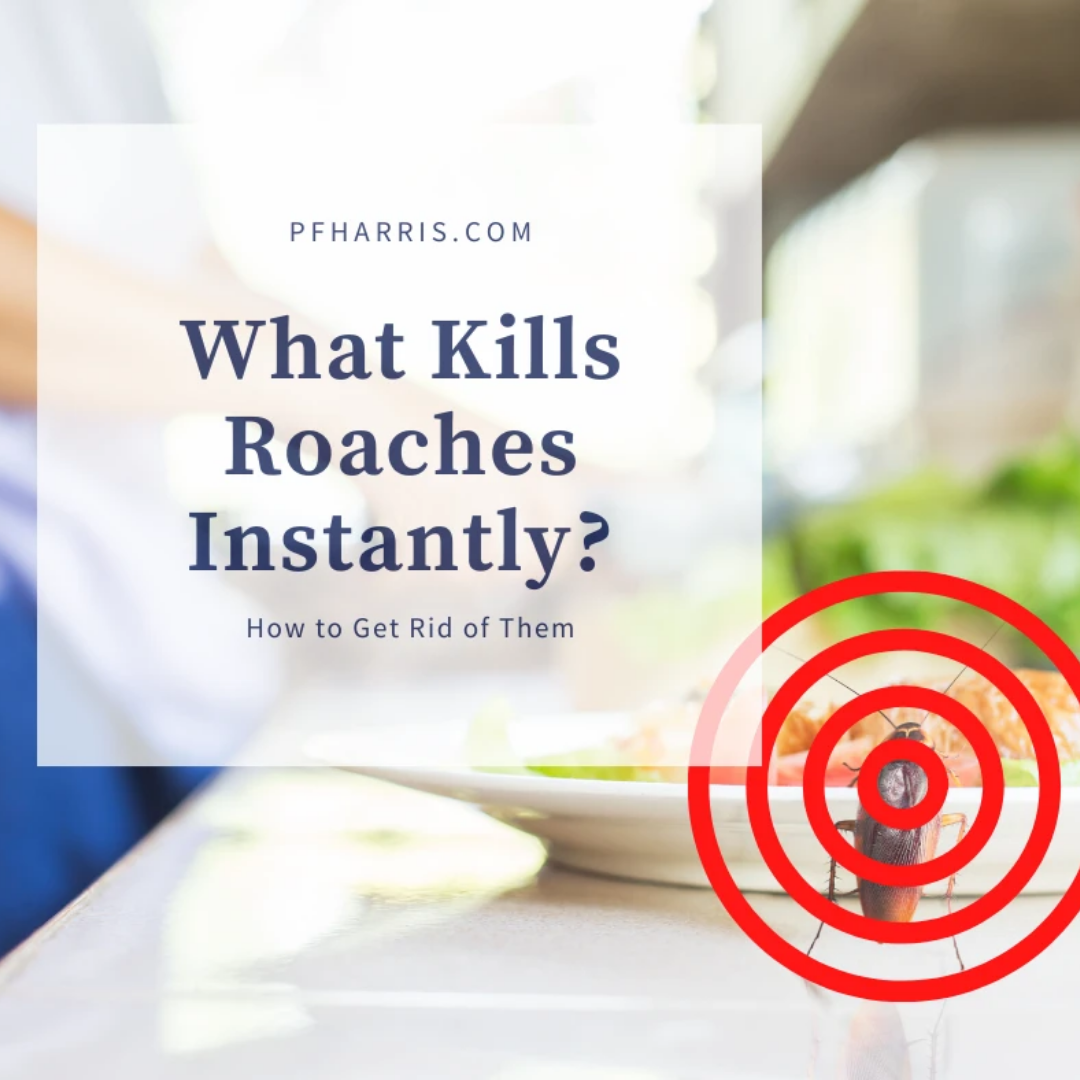 What Kills Cockroaches Instantly?