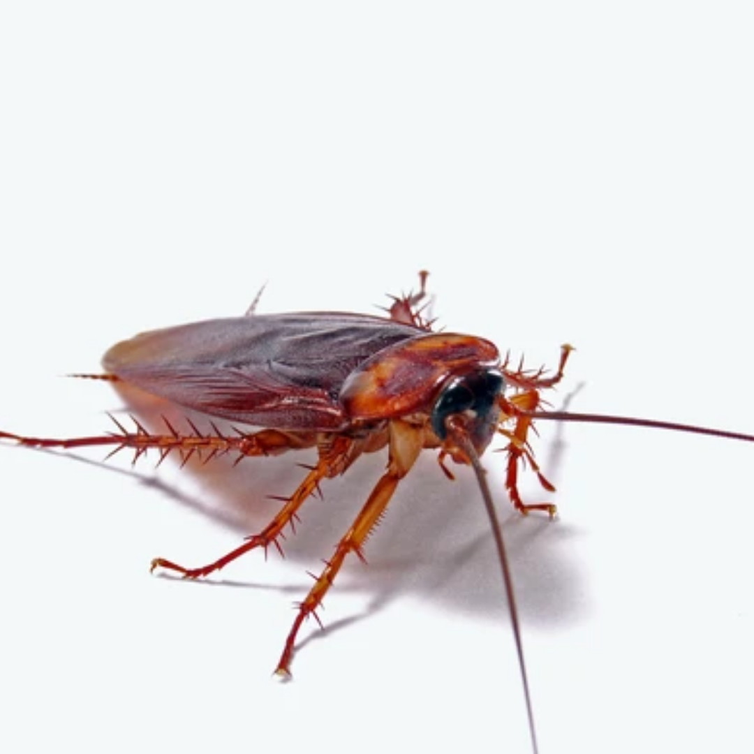Killing Cockroaches With Diatomaceous Earth