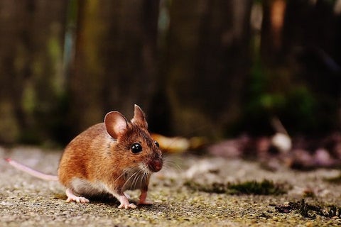 What Does Mouse and Rat Poop Look Like? 