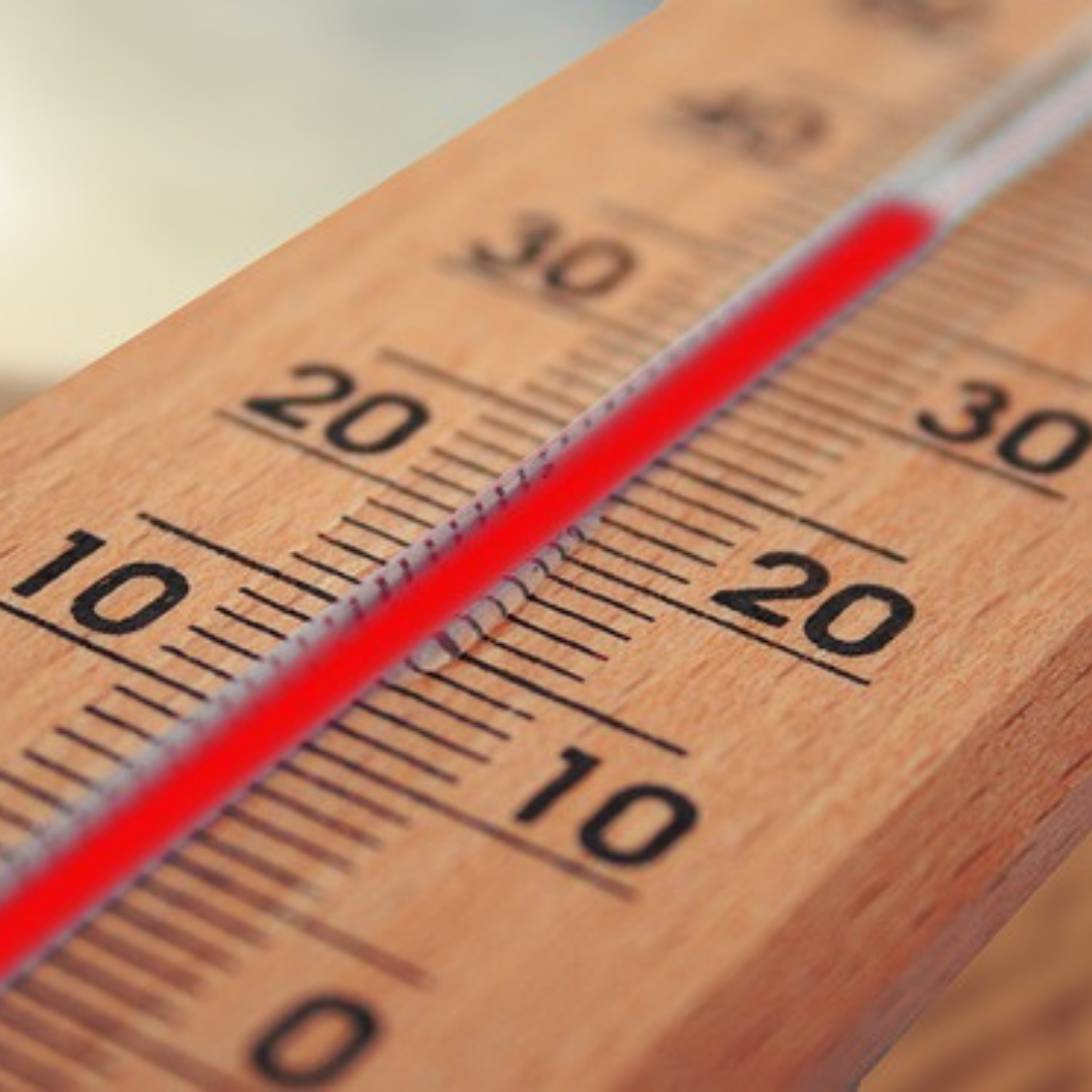 What Temperature Kills Bed Bugs?