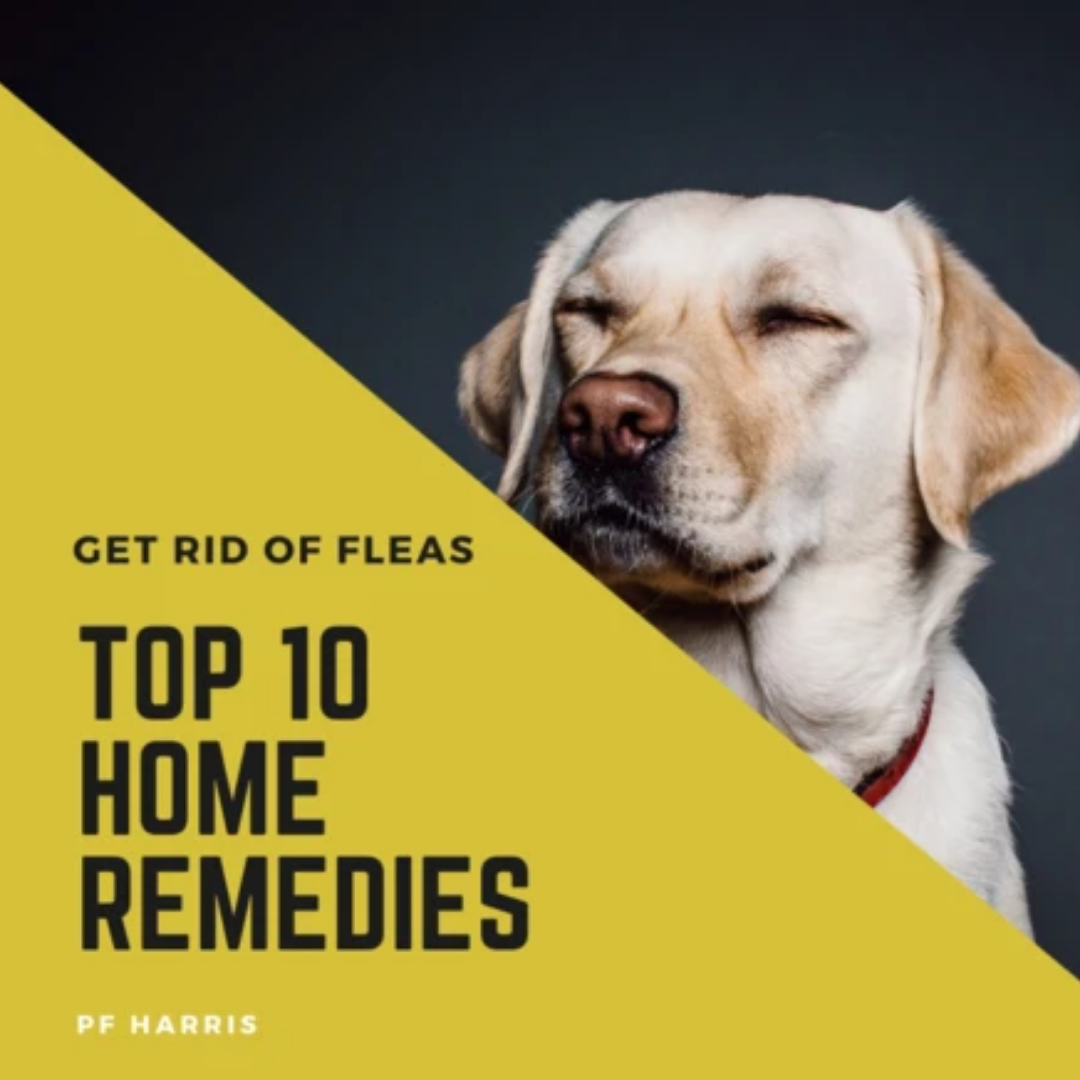 Top 10 Home Remedies To Get Rid Of Fleas