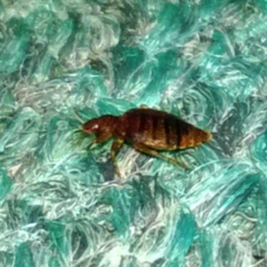 Using Diatomaceous Earth To Get Rid Of Bed Bugs In Carpet