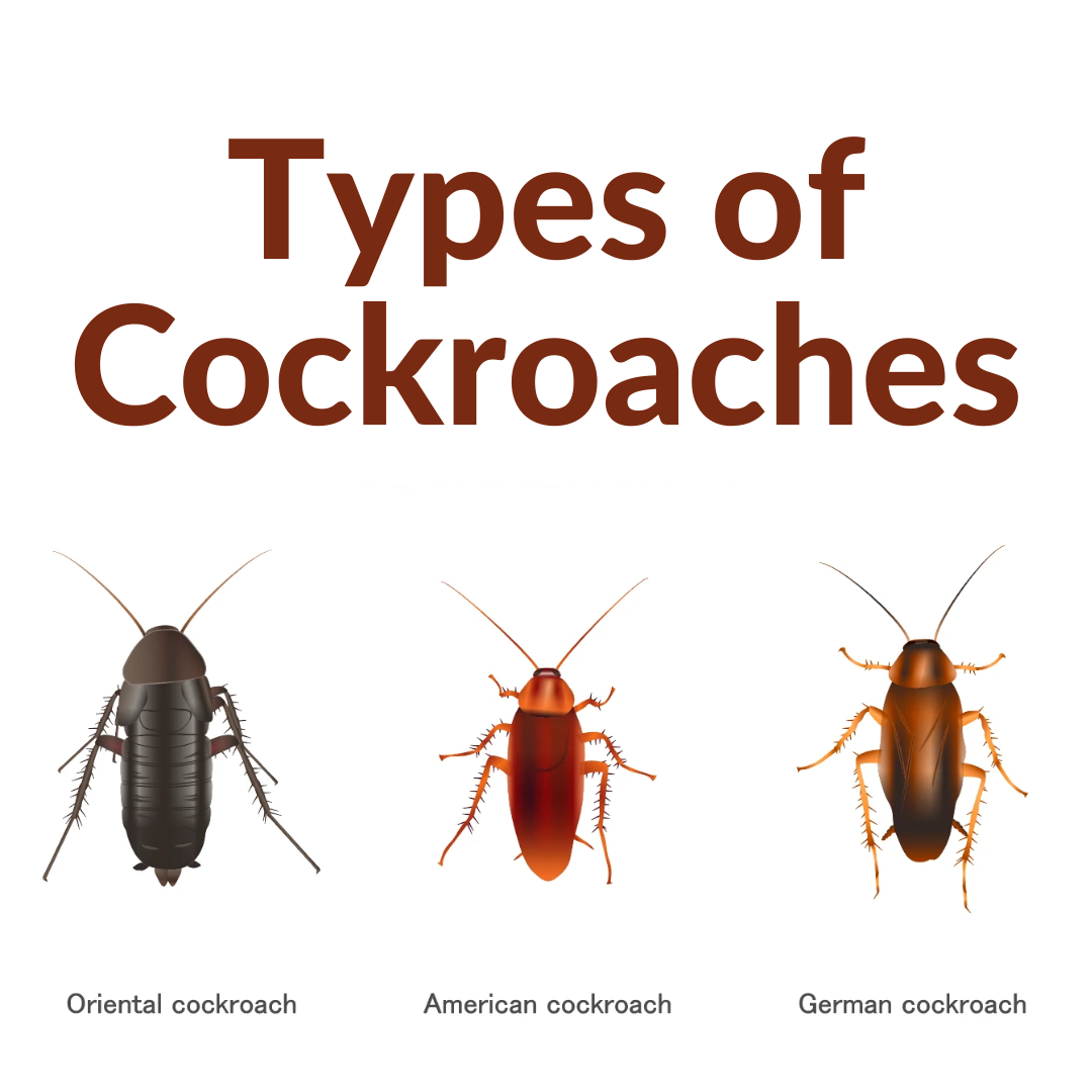 What Are The Different Types Of Cockroaches?