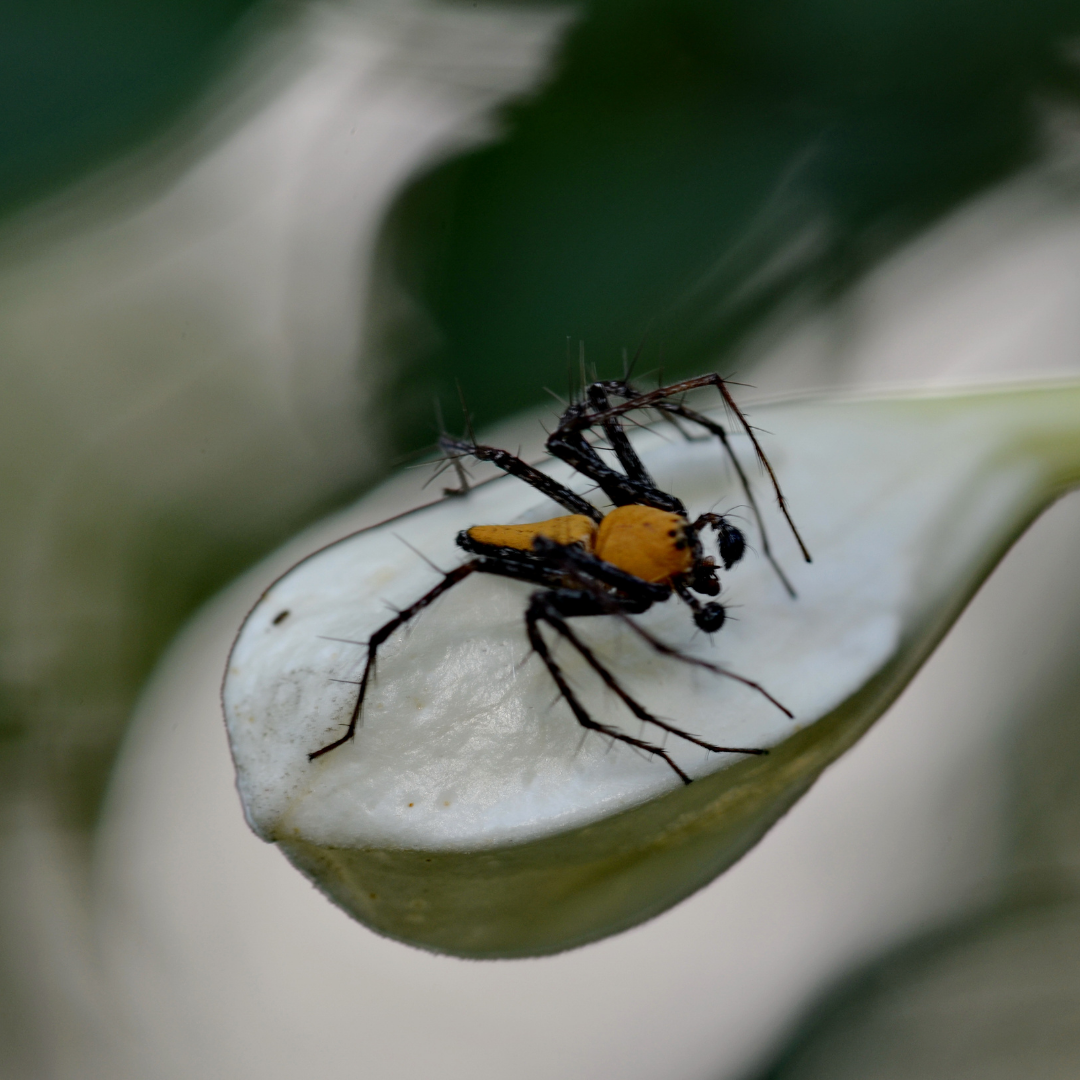 What You Need To Know About Spider Egg Sacs